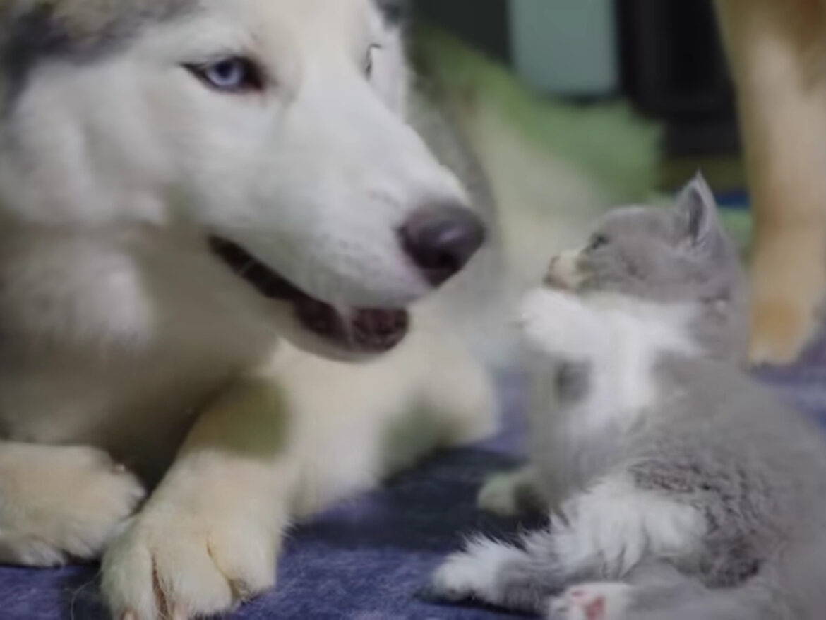 初対面でも「遊んでニャ～」 やんちゃな子猫＆大きなハスキーが仲良くなっていく様子に「最高！」の声続出 | オトナンサー