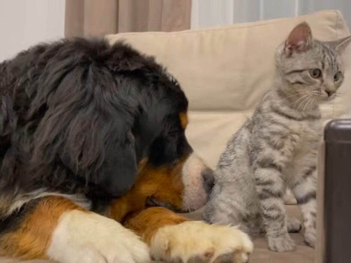 体の大きさなんて関係なし！ スキンシップから芽生えたバーニーズ＆子猫の《ピュアな友情》に「ほっこり」続出 | オトナンサー