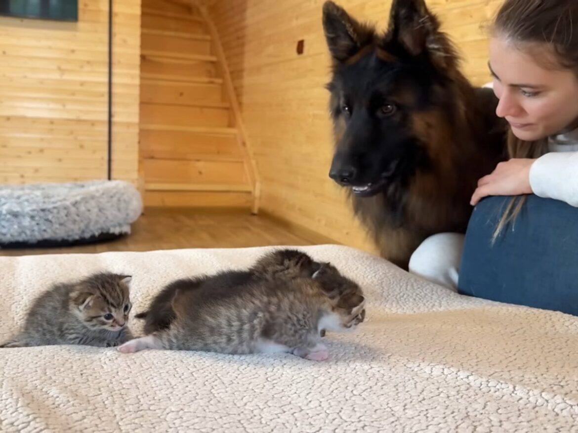 「ほんとに優しいね」「紳士的」 生まれたばかりの子猫たち&ジャーマンシェパードの《出会い》に感動の声 | オトナンサー 「ほんとに優しいね」「紳士的」 生まれたばかりの子猫たち&ジャーマンシェパードの《出会い》に感動の声 | オトナンサー