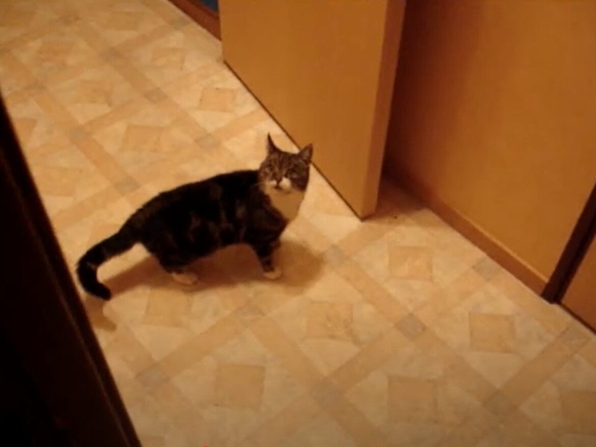 「想像より速い」と驚きの声！ 屋根裏への階段を駆け上がる猫の《爆速っぷり》がまるで忍者だった - オトナンサー
