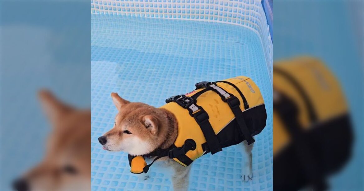 「せっかく犬用プール来たのにうちのこ泳げなかった...」→微動だにせずただプカプカと浮くだけの柴犬に飼い主も思わず「動かないね...」「信じらんねぇよ」 - Togetter