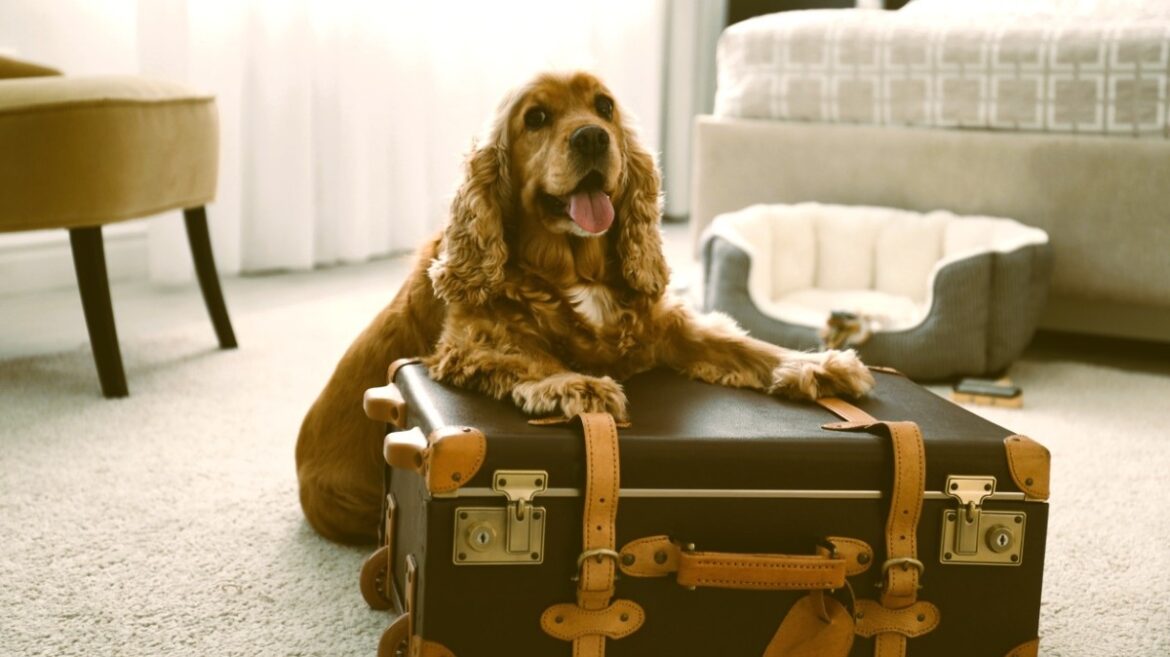 ヘルシンキ市が犬向け観光ルート『The Doggy Route to Happiness』を開始。犬専用の島や犬目線の広告などユニークな施策を展開