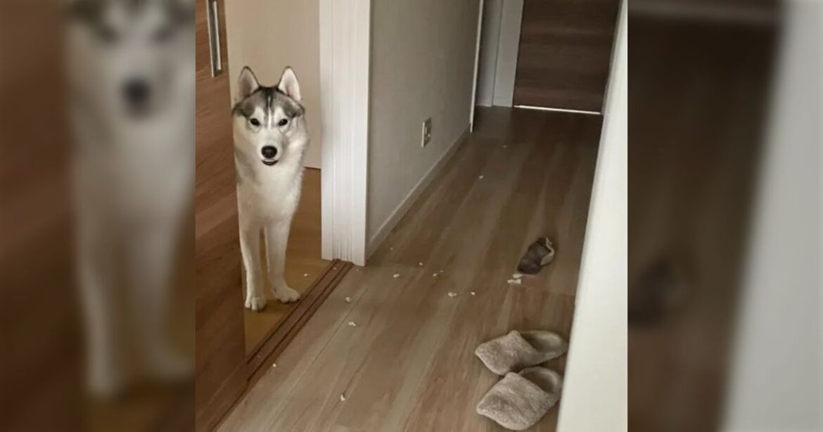 みなさんちの動物が“やらかしてる”写真を見せて「うちの犬はこうです」反省顔ありドヤ顔あり破壊神あり - Togetter [トゥギャッター]