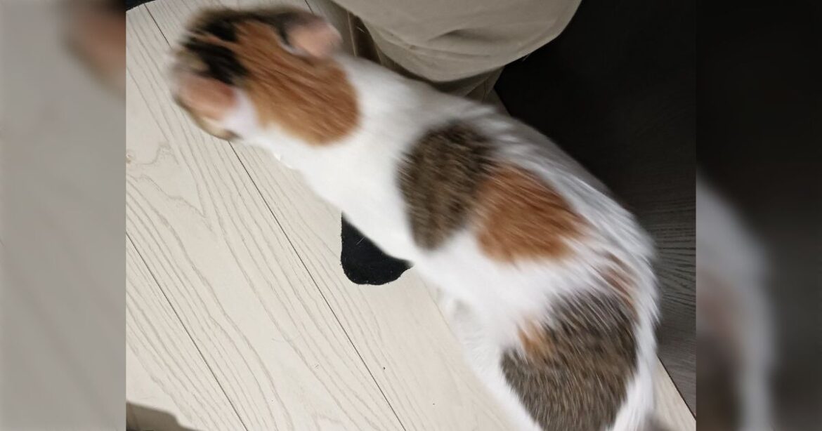 帰宅すると猫さんが足を踏んでくるけどこれはどういう意味？→甘えん坊の子がよくやる信頼や愛情の表現らしい「わざわざ踏むルートを歩くんやで」 - Togetter [トゥギャッター]