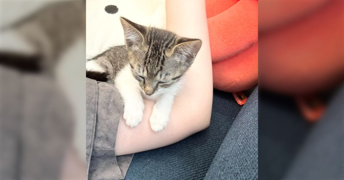 保護猫をお迎えした初日『しっかり予習したことを実践するぞ！』イメージと違いすぎて甘やかすしかなくなった「これは本当に猫による」 - Togetter