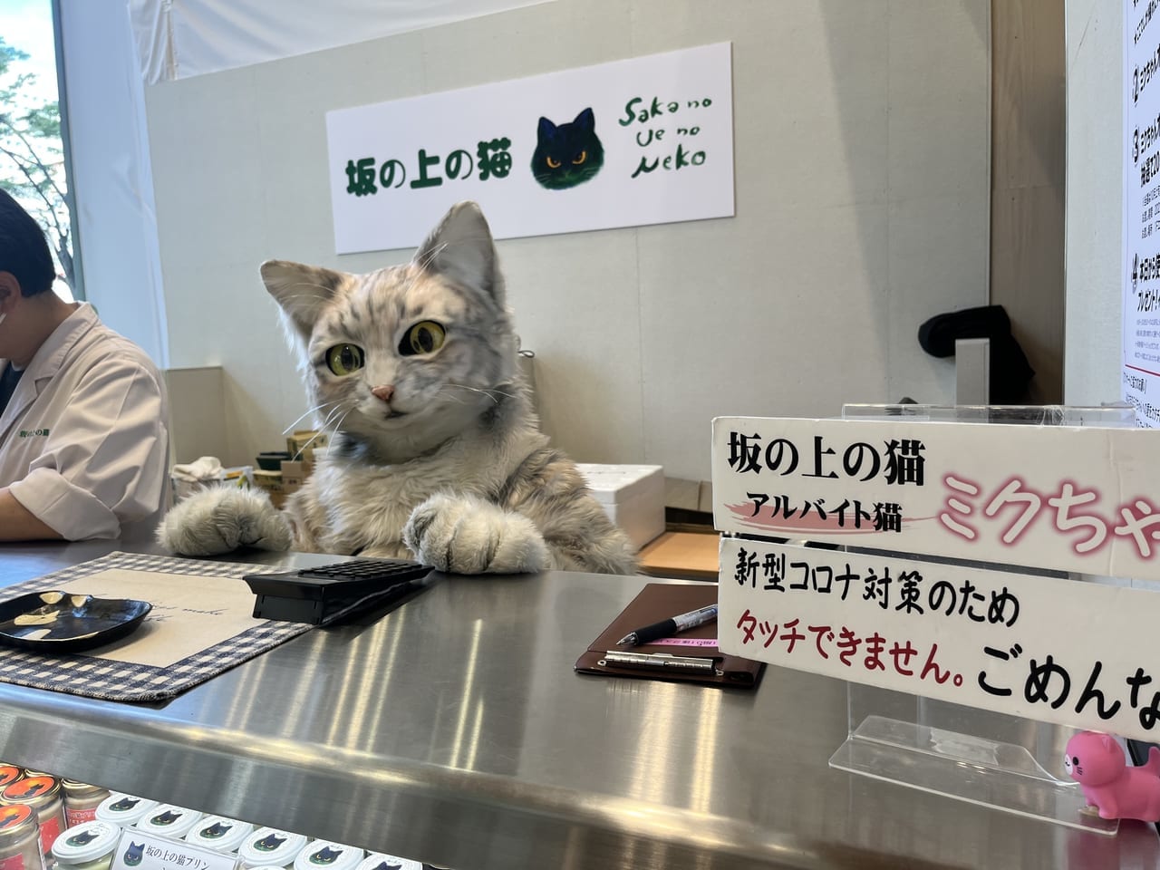 坂の上の猫