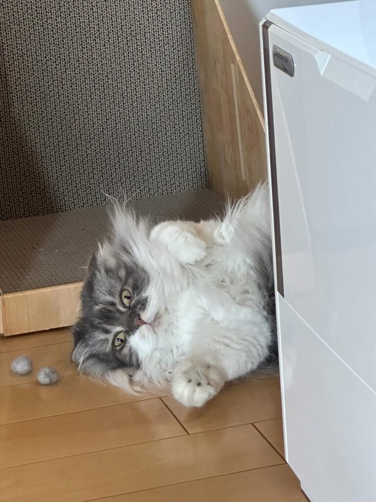 中川剛の愛猫、冷蔵庫の後ろからひょっこり登場！「可愛すぎる」と話題に | 話題の投稿 | スポーツブル (スポブル)
