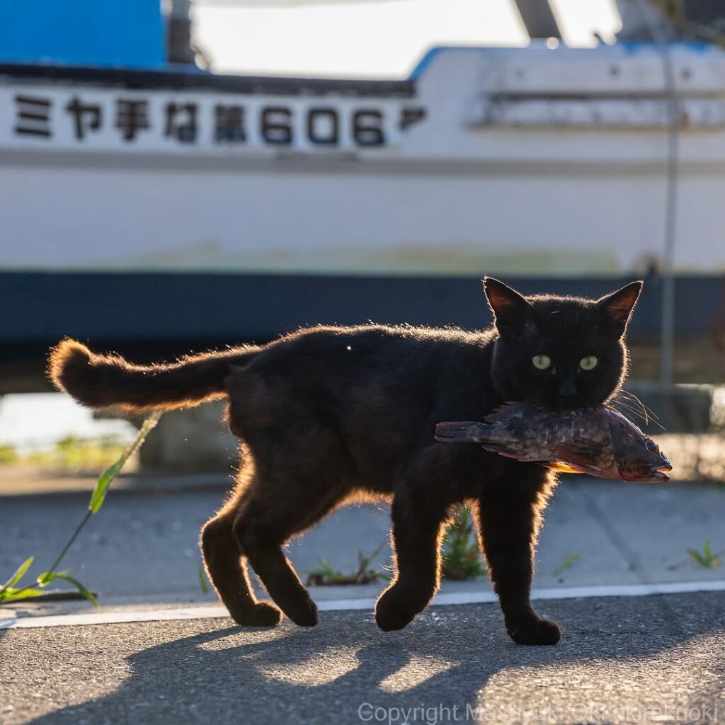 「まるでクロネコヤマトのロゴみたい」沖昌之、最新の猫写真披露に反響 | 話題の投稿 | スポーツブル (スポブル)