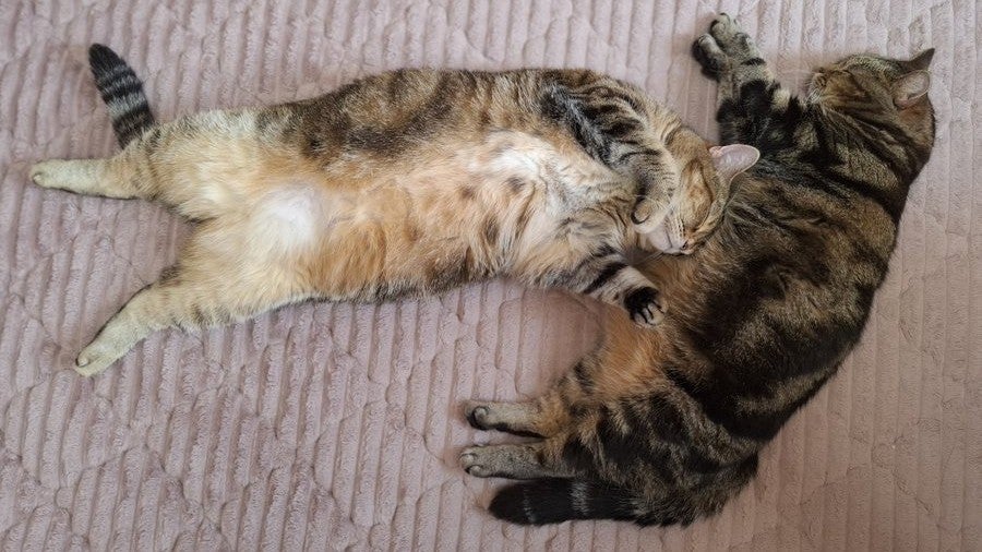 “癒やしのひととき” 元女子プロレスラー・豊田真奈美、愛猫の寄り添う寝姿を公開 | 話題の投稿 | スポーツブル (スポブル) “癒やしのひととき” 元女子プロレスラー・豊田真奈美、愛猫の寄り添う寝姿を公開 | 話題の投稿 | スポーツブル (スポブル)