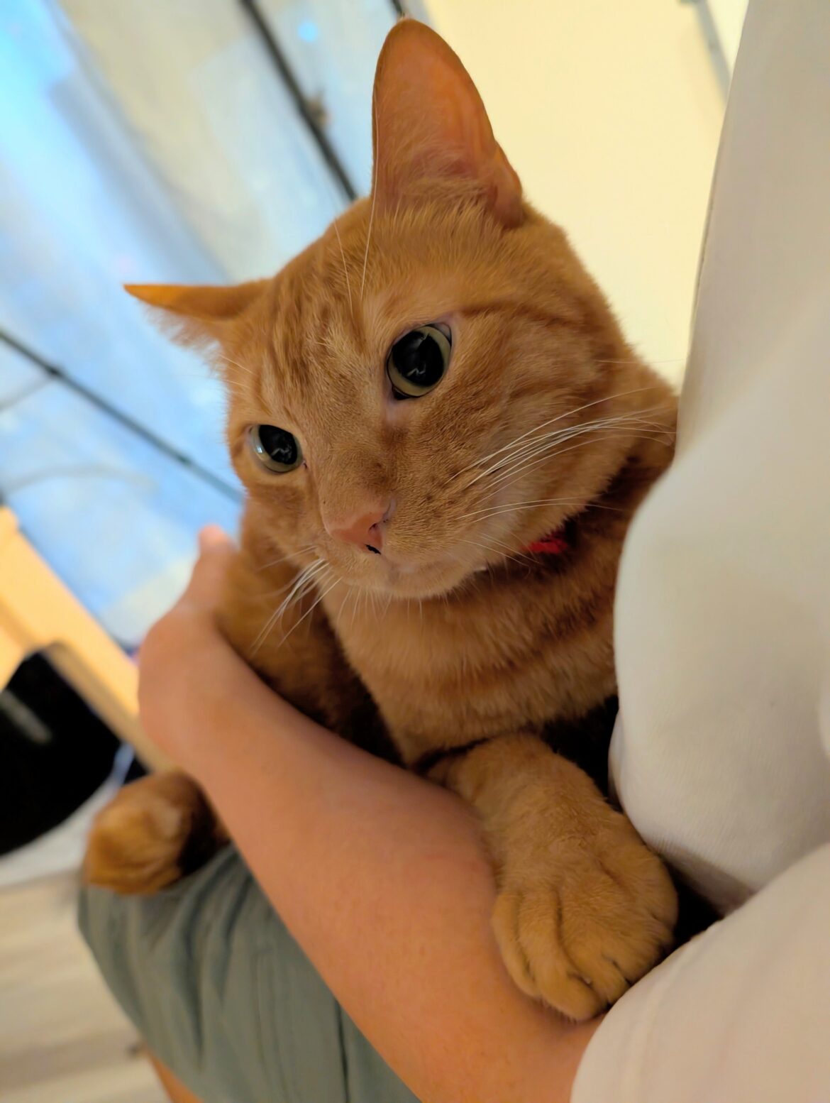 松丸亮吾の膝の上を占領！？愛猫の甘えたショットを公開！ | 話題の投稿 | スポーツブル (スポブル)