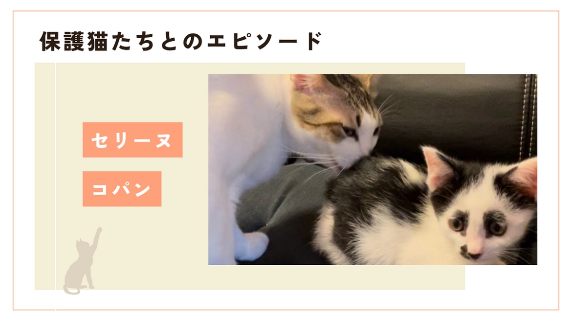 ㊗️✨ママになりたかったひめちゃんとママが欲しかったコパン君奇跡の出会い 1匹でも多くの猫に幸せの恩返しを！保護施設修繕と活動継続を目指して（HappyCatsねこに恩返しの会〜依田菜穂子 2025/08/04 投稿） - クラウドファンディング READYFOR