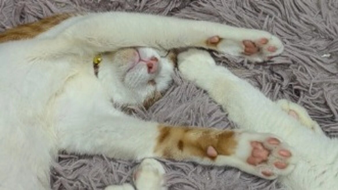 🐸6月活動報告☂️ 保護猫ふみふみサポーター募集!|小さな命を守り抜くために(保護猫ふみふみ 2025/08/21 投稿) – 継続寄付 READYFOR 🐸6月活動報告☂️ 保護猫ふみふみサポーター募集!|小さな命を守り抜くために(保護猫ふみふみ 2025/08/21 投稿) - 継続寄付 READYFOR