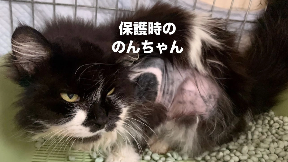 【終了まであと13日！70％まであと17万円…！】認知症のおじいちゃんと暮らしていた2匹の高齢猫 ねこの古都なら｜猫と人の温かいご縁を繋ぐ。開放型シェルターの開設へ（NPO法人　ねこの古都なら 2025/08/16 投稿） - クラウドファンディング READYFOR