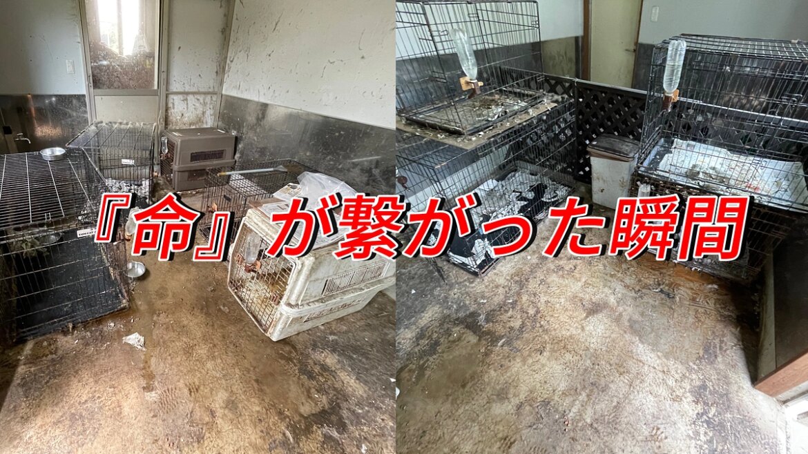29日からの出来事｡ 第二回！保護犬活動も応援できる”命をつなぐ”平飼い養鶏場の規模拡大（きみ萬露ファーム(舘野)イズファミリー(泉谷) 2025/08/02 投稿） - クラウドファンディング READYFOR