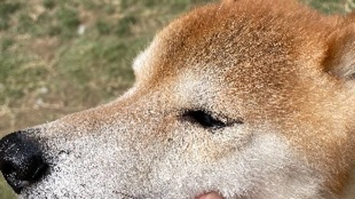 支払い報告と現状！ 第二回！保護犬活動も応援できる”命をつなぐ”平飼い養鶏場の規模拡大（きみ萬露ファーム(舘野)イズファミリー(泉谷) 2025/08/21 投稿） - クラウドファンディング READYFOR