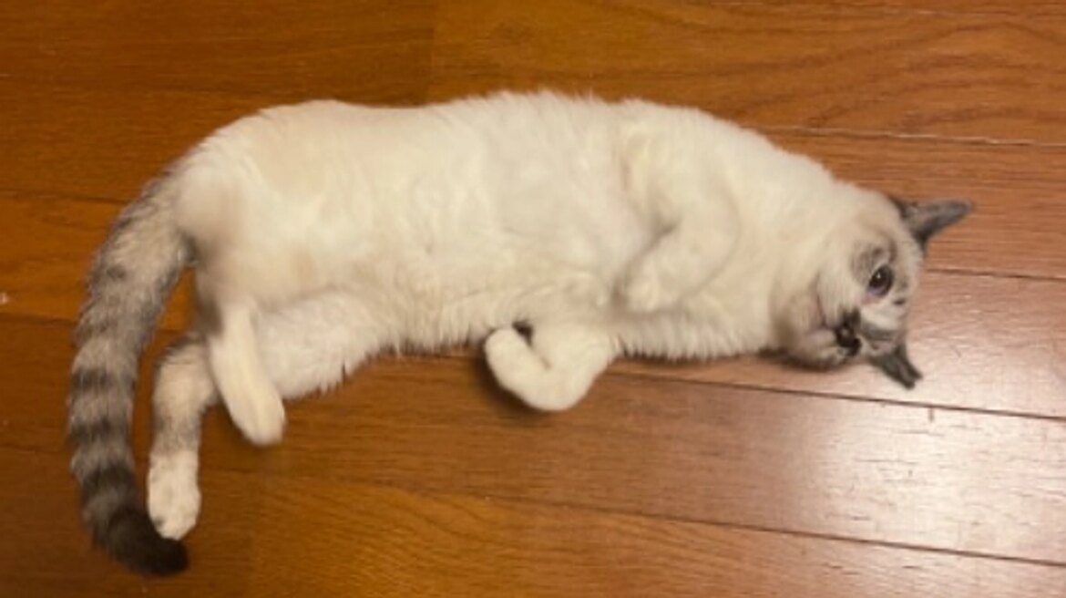 白血病の猫たち 飼い主不在の猫の手術（TNR）場所と保護猫シェルターを作りたい（よこねこ 2025/08/17 投稿） - クラウドファンディング READYFOR