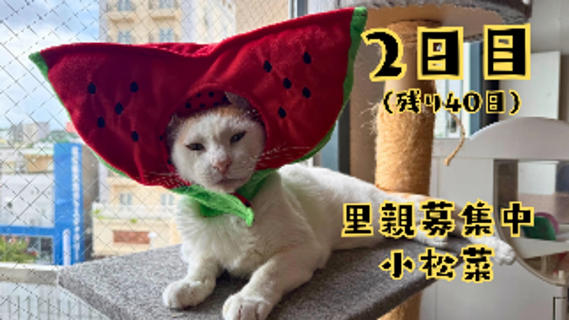 1日目の目標金額を達成できました！(8/21。2日目） 猫まる茶屋｜過酷な沖縄の外猫たちの命のバトンを繋ぎ続けるために（nekomaruchaya 2025/08/21 投稿） - クラウドファンディング READYFOR