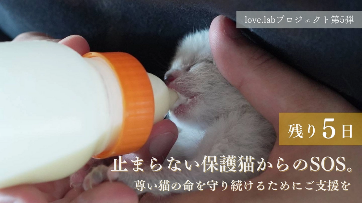 【残り5日】ネクストゴールに挑戦中！450万円を目指しています！ 【第5弾】止まらない保護猫からのSOS。尊い猫の命を守り続けたい（NPO法人保護猫カフェlove.lab 2025/08/03 投稿） - クラウドファンディング READYFOR