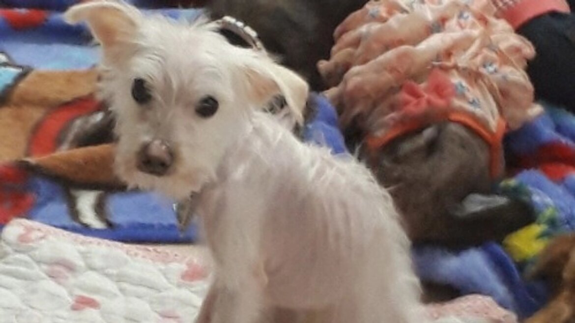 【マッチング譲渡】“生きてるのが奇跡”だった保護犬が、自分で幸せをつかむまで 高齢犬も高齢者も排除せず、人と犬が共に幸せに生きられる未来をつくる（高橋忍(NPO法人 DOG DUCA 代表・ドッグトレーナー) 2025/08/23 投稿）