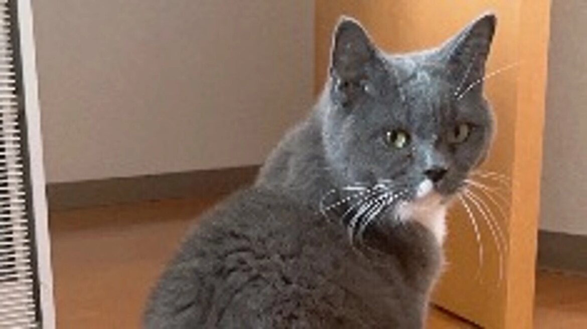 8月11日のプルート 愛猫プルートのFIP治療のご支援のお願い（プルート 2025/08/11 投稿） - クラウドファンディング READYFOR