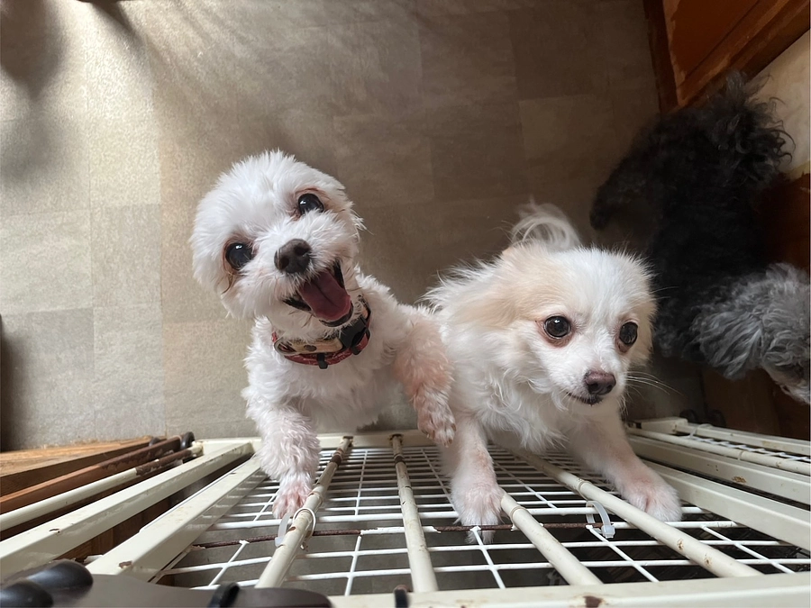 あと少しです 僧帽弁閉鎖不全症の保護犬「のわ」くんの命を助けたい(りなママ(小さなしっぽ) 2025/08/23 投稿) – クラウドファンディング READYFOR あと少しです 僧帽弁閉鎖不全症の保護犬「のわ」くんの命を助けたい(りなママ(小さなしっぽ) 2025/08/23 投稿) - クラウドファンディング READYFOR