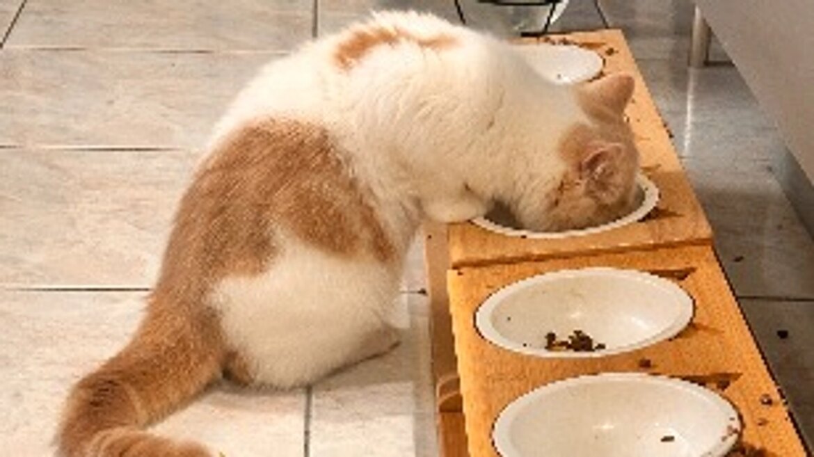 わさびの応援隊 猫伝染性腹膜炎を発症した愛猫『わさび』を助けたい（つんこ 2025/08/06 投稿） - クラウドファンディング READYFOR