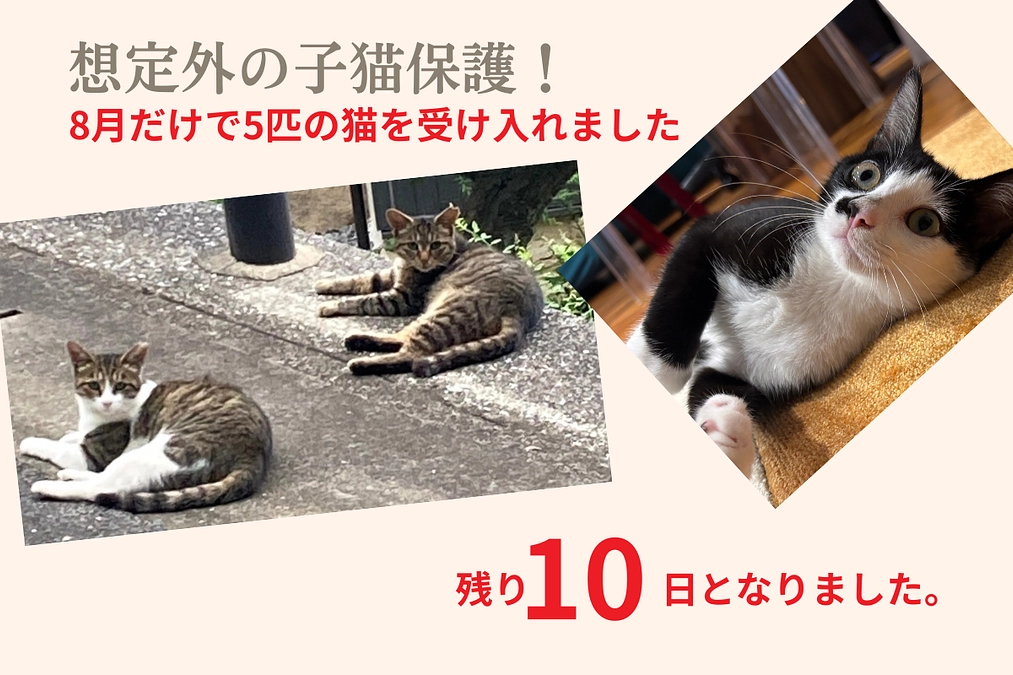 想定外の保護も…8月だけで5匹の猫を受け入れました【残り10日となりました】 これからも猫達に充実した医療を受けさせたい。(にゃんこカフェ 2025/08/21 投稿) – クラウドファンディング READYFOR 想定外の保護も…8月だけで5匹の猫を受け入れました【残り10日となりました】 これからも猫達に充実した医療を受けさせたい。(にゃんこカフェ 2025/08/21 投稿) - クラウドファンディング READYFOR