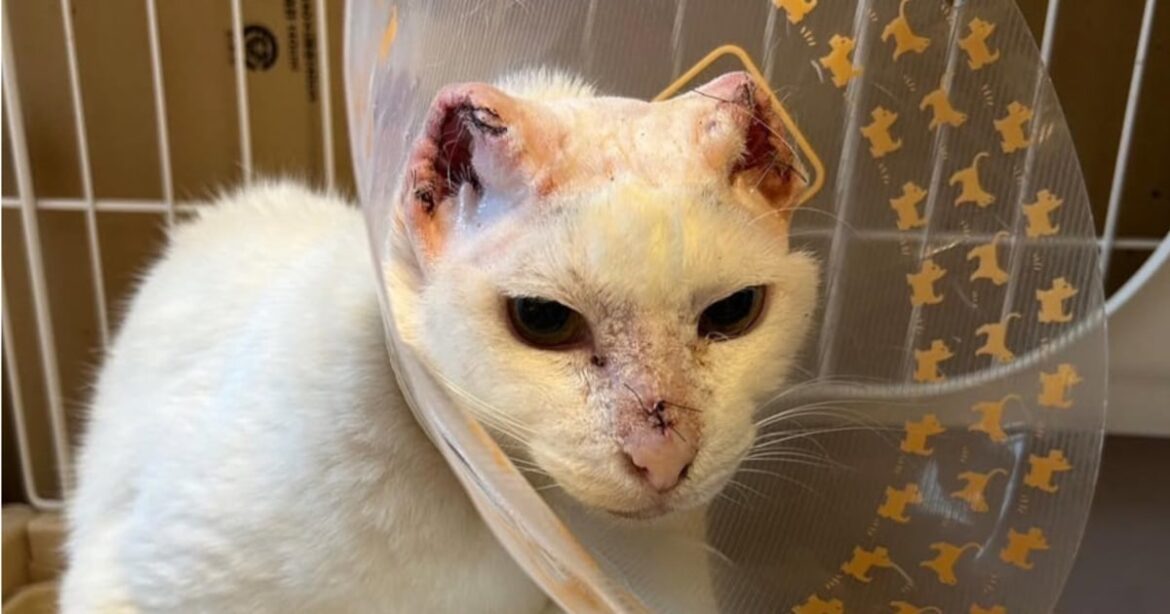 猫が両耳を失った理由は…餌やり「だけ」の罪深さも。地域猫に人間ができる「本当のサポート」(坂上 知枝,長谷川 あや) | FRaU FRaU edu