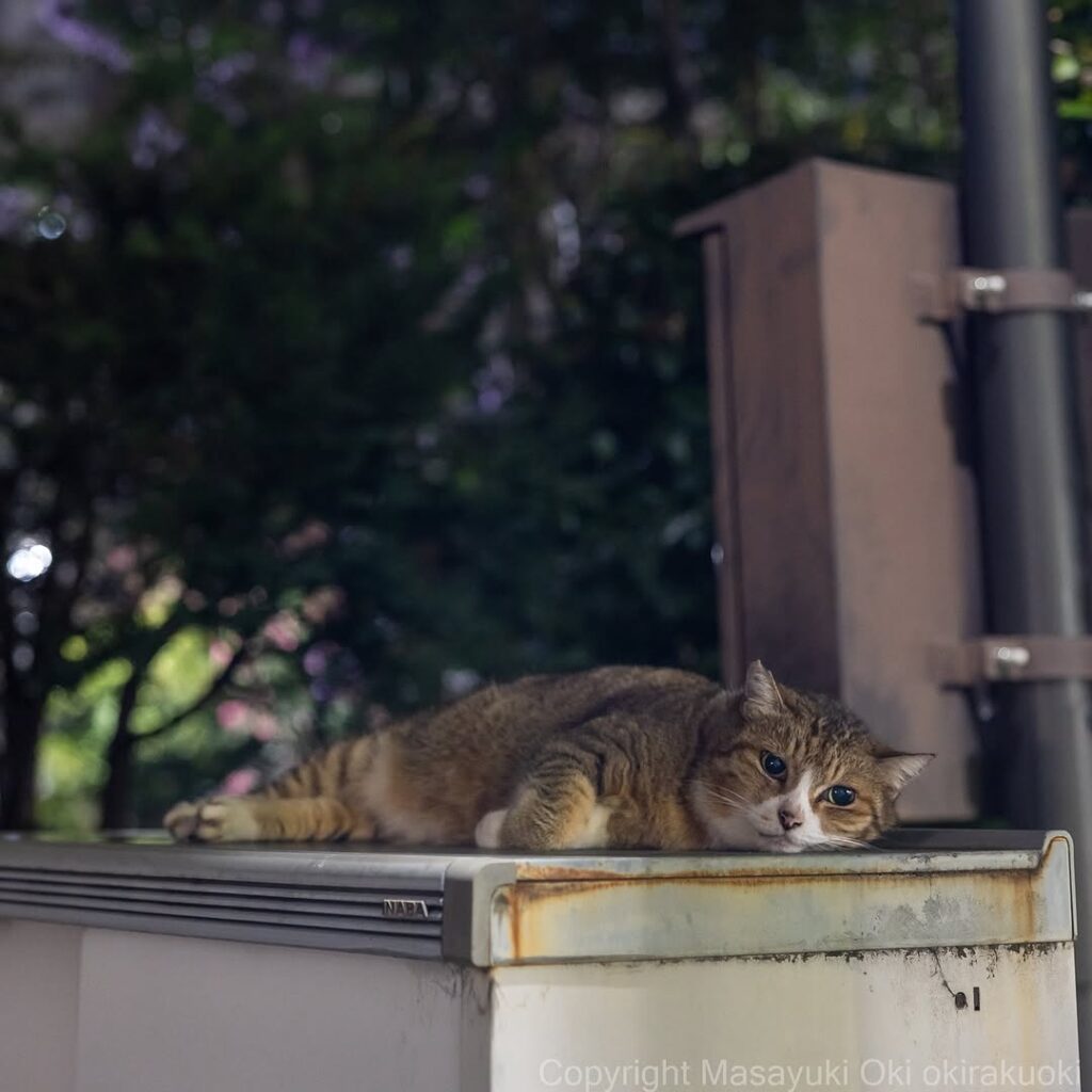 沖昌之「一緒に遊びたい」猫のアンニュイ顔が可愛いと話題 | 話題の投稿 | スポーツブル (スポブル)