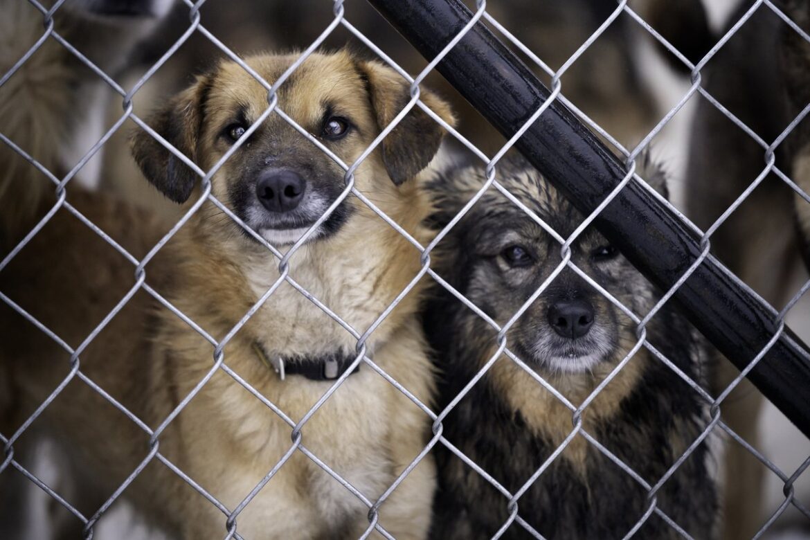 【関連記事】「一人が寂しいから…」ペットを求めた義母の驚愕の年齢とは？生涯飼育の課題と現実】 | FORZA STYLE｜ファッション＆ライフスタイル[フォルツァスタイル]