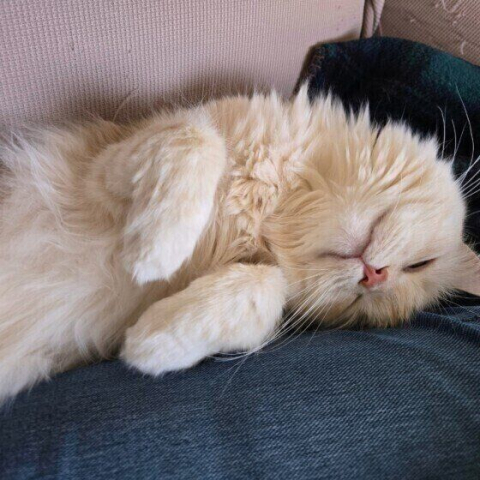 愛猫から愛されていると感じますか？ 猫の愛情表現を獣医師が解説 【飼い主調査＆獣医師解説】