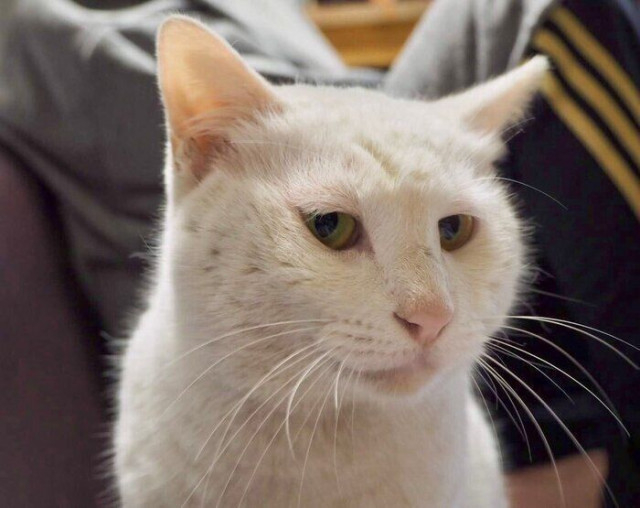 マンションのごみ集積所で出会った保護猫 人懐っこくて食欲旺盛な猫が突然3匹の子猫のママに