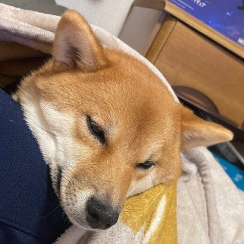 飼い主の足を「枕」にしてぐっすり眠る柴犬 寝姿からわかる心理とは｜獣医師解説