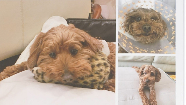 愛犬が焼死し飼い主が300万円の賠償を動物病院に請求「愛犬は家族であり命」マルチーズとトイプードルのミックス犬 – dメニューニュース 愛犬が焼死し飼い主が300万円の賠償を動物病院に請求「愛犬は家族であり命」マルチーズとトイプードルのミックス犬 - dメニューニュース