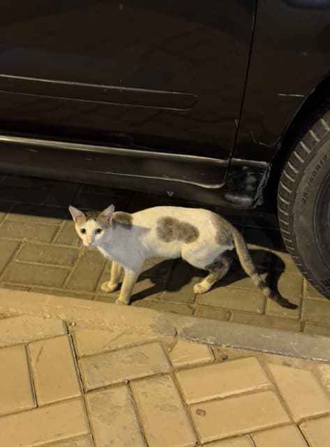 「サウジネコカワイイ」プロゲーマー・ふ~どがサウジアラビアの猫を激写 | 話題の投稿 | スポーツブル (スポブル) 「サウジネコカワイイ」プロゲーマー・ふ~どがサウジアラビアの猫を激写 | 話題の投稿 | スポーツブル (スポブル)