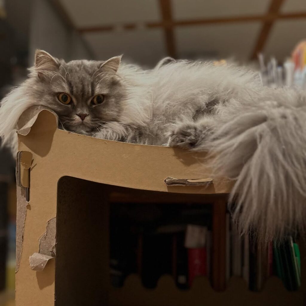 中川剛、愛猫のお昼寝前ショットが話題「耐震強度大丈夫?」の声 | 話題の投稿 | スポーツブル (スポブル) 中川剛、愛猫のお昼寝前ショットが話題「耐震強度大丈夫?」の声 | 話題の投稿 | スポーツブル (スポブル)