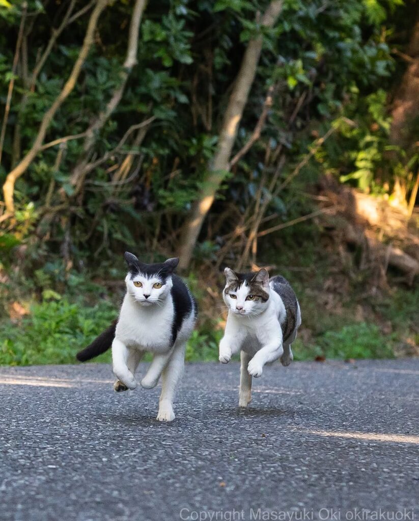 沖昌之、迫力満点！躍動感あふれる猫の追いかけっこ写真が話題 | 話題の投稿 | スポーツブル (スポブル)
