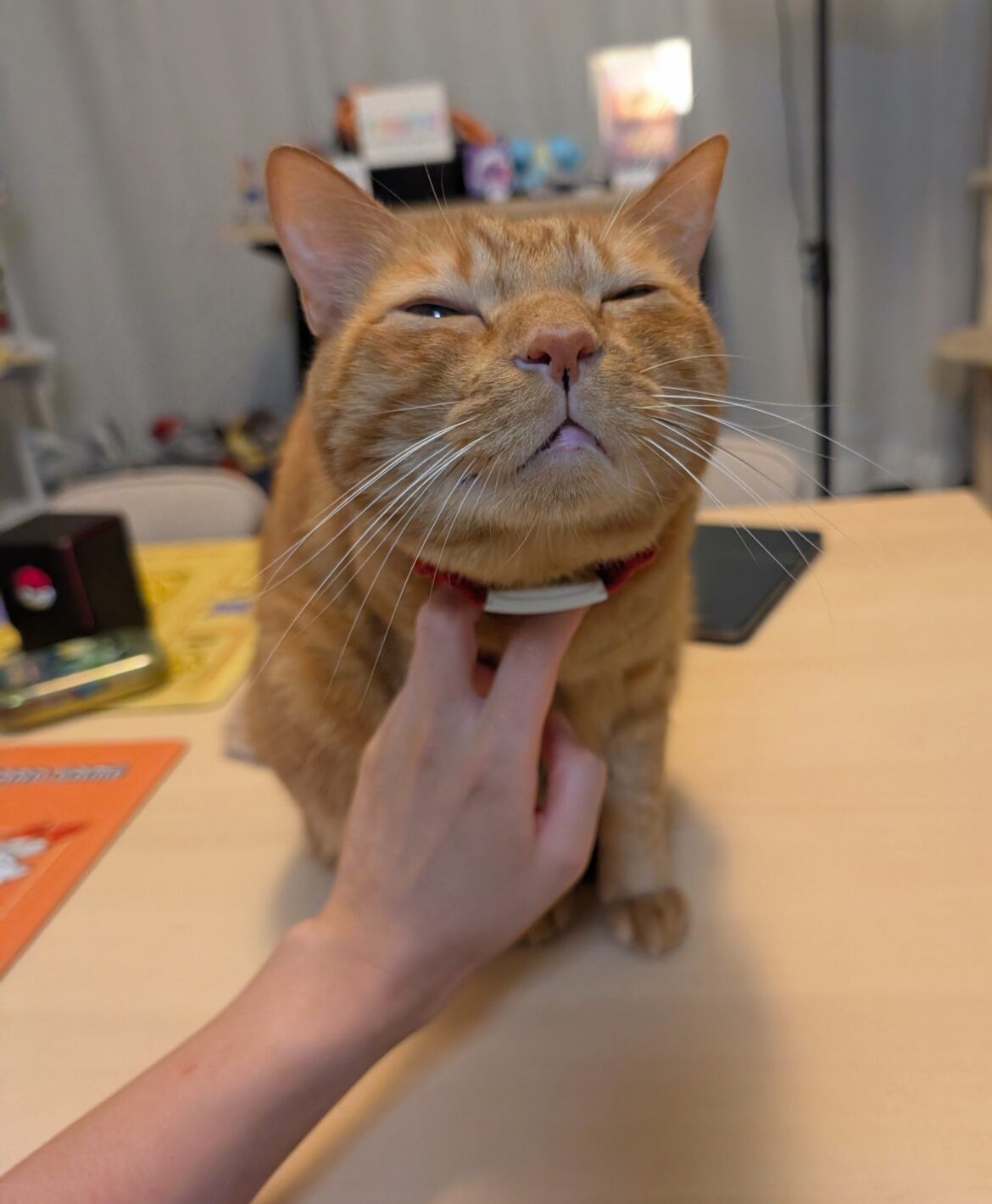 松丸亮吾の養分は愛猫リドくんの〇〇顔！ | 話題の投稿 | スポーツブル (スポブル)