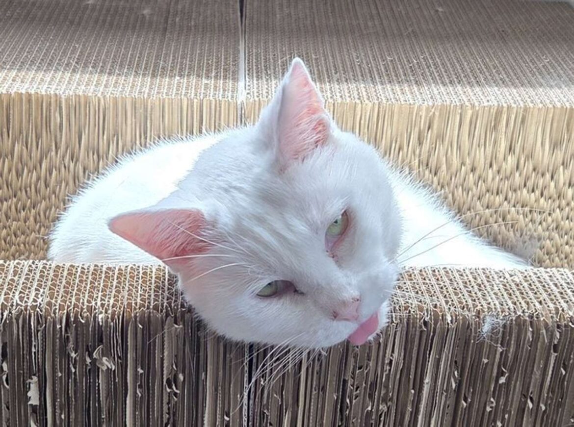 白目をむいて舌出して... 険しいお顔の猫ちゃんの「ホントのきもち」が愛おしすぎて3.8万人もん絶(全文表示) - Jタウンネット