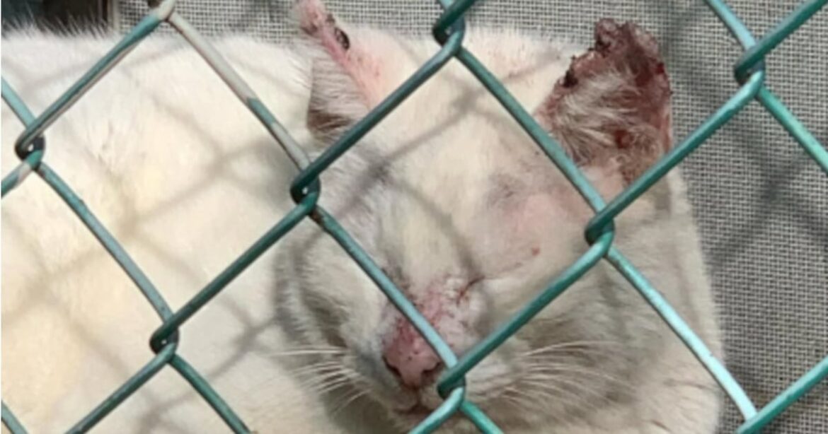 「猫に餌はあげるけど病院には連れて行かない」無責任な餌やりに振り回される病気の地域猫の悲しみ（坂上 知枝,長谷川 あや） | FRaU