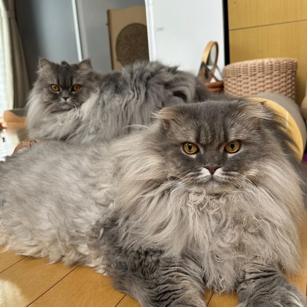 「2匹ともカメラ目線ばっちり！」中川剛の愛猫のツーショットが話題 | 話題の投稿 | スポーツブル (スポブル)
