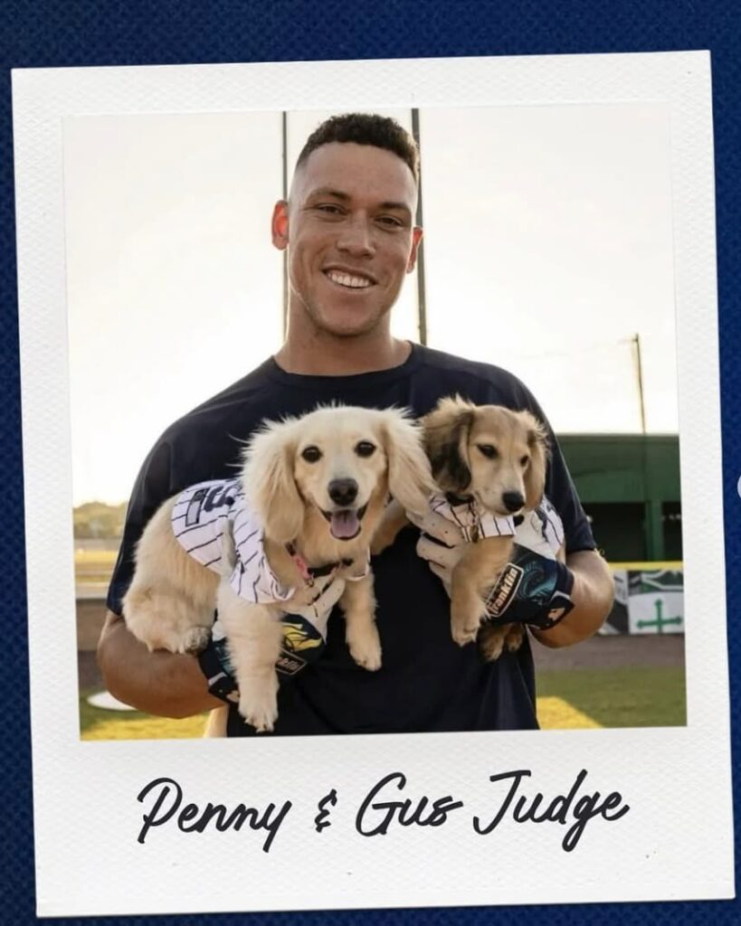 これぞインスタグラム！メジャーリーガーのパパに可愛がられる、犬と猫の皆さん ヤンキース公式インスタグラムより | 話題の投稿 | スポーツブル (スポブル)
