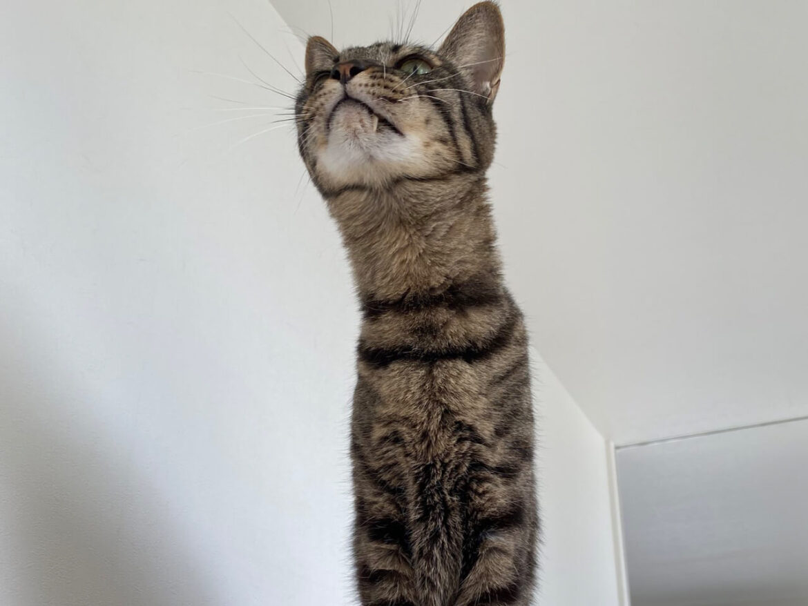 「なんという長さ」「首にゃが族」 何かを真剣に見つめる猫の姿が、水族館の人気者そっくりだと話題に | Cat Press