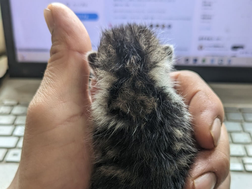 【これは動けない】酪農家に拾われた小さな仔猫ちゃん、片手で持たれたままスヤスヤと眠ってしまう | Cat Press 【これは動けない】酪農家に拾われた小さな仔猫ちゃん、片手で持たれたままスヤスヤと眠ってしまう | Cat Press