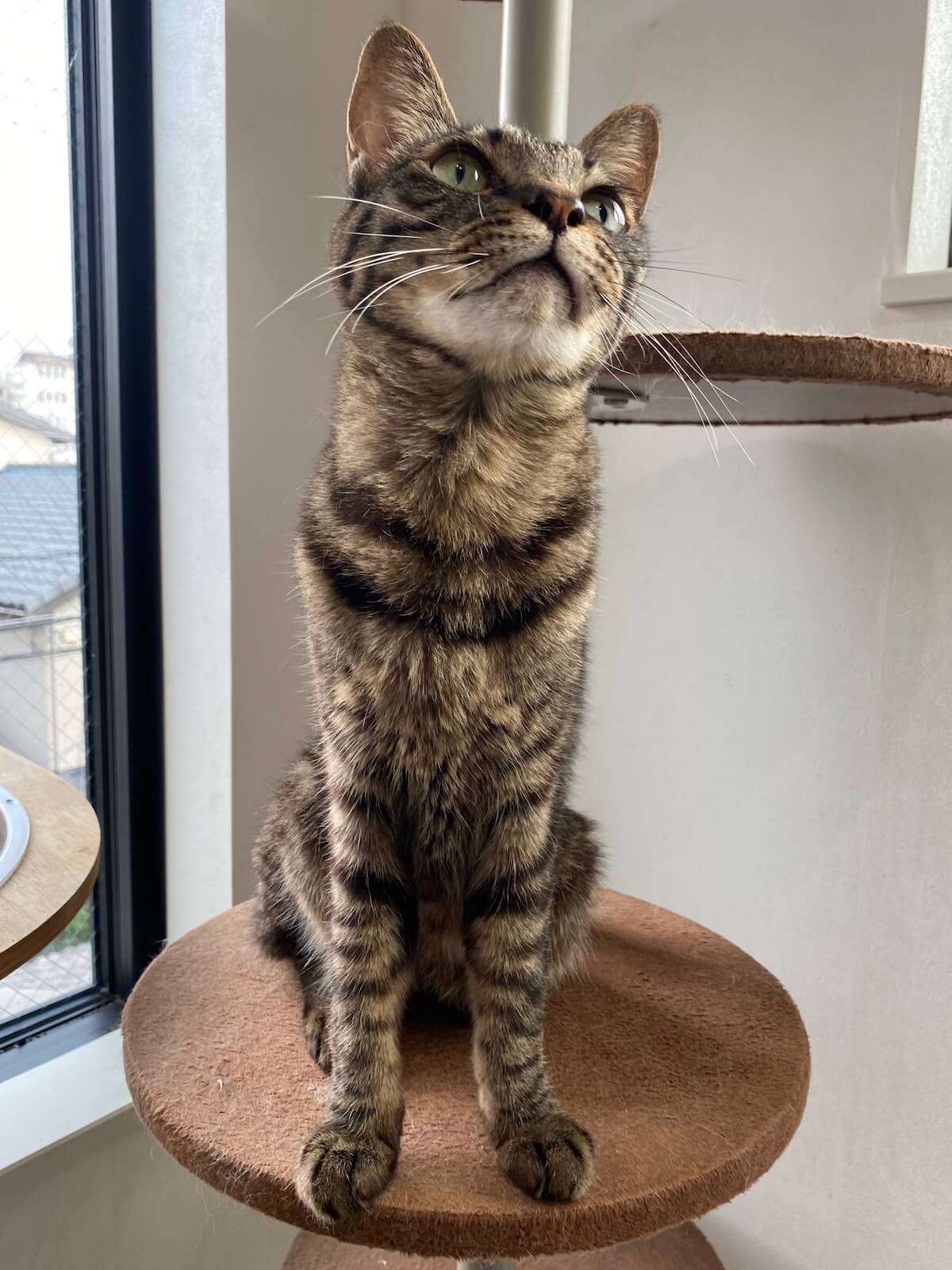 首が長いキジトラ猫のワンダーくん