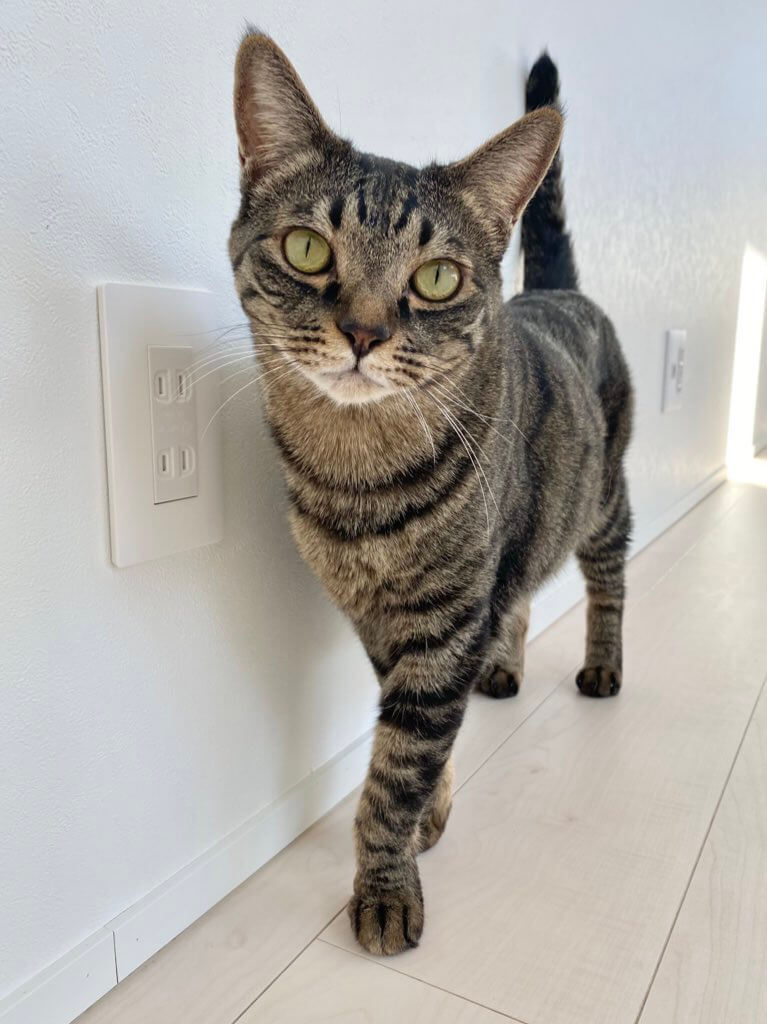 モデル体型のキジトラ猫ワンダーくん