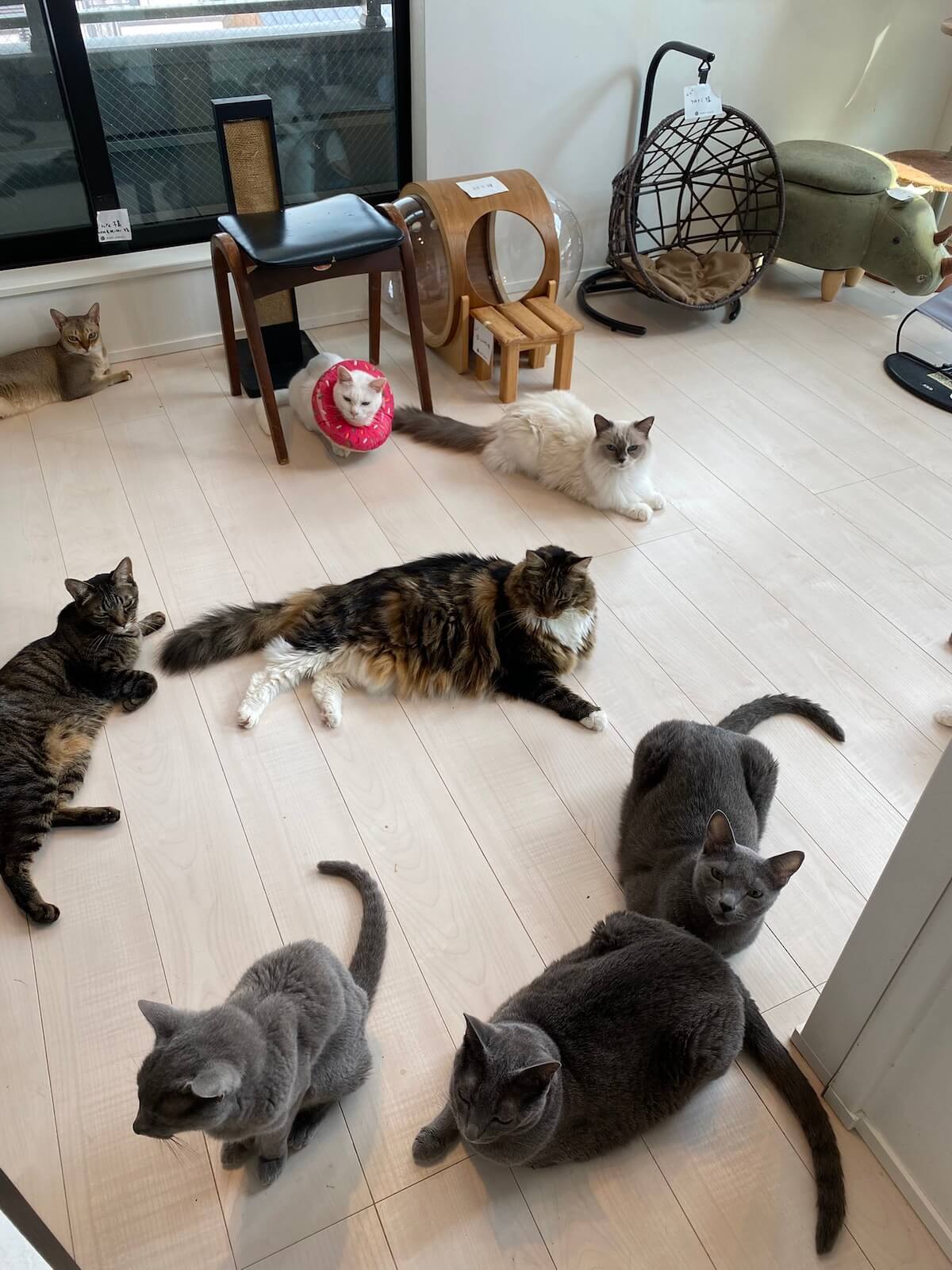 キャットアパートメントコーヒーの猫たち