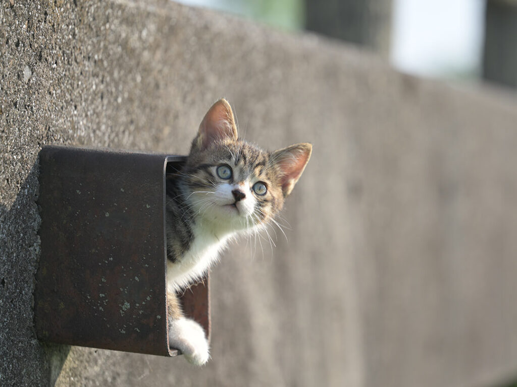 小さなトンネルから子猫がひょっこり顔を出す！週末猫フォトグラファーが見つけた秘密の隠れ家とは？ | Cat Press