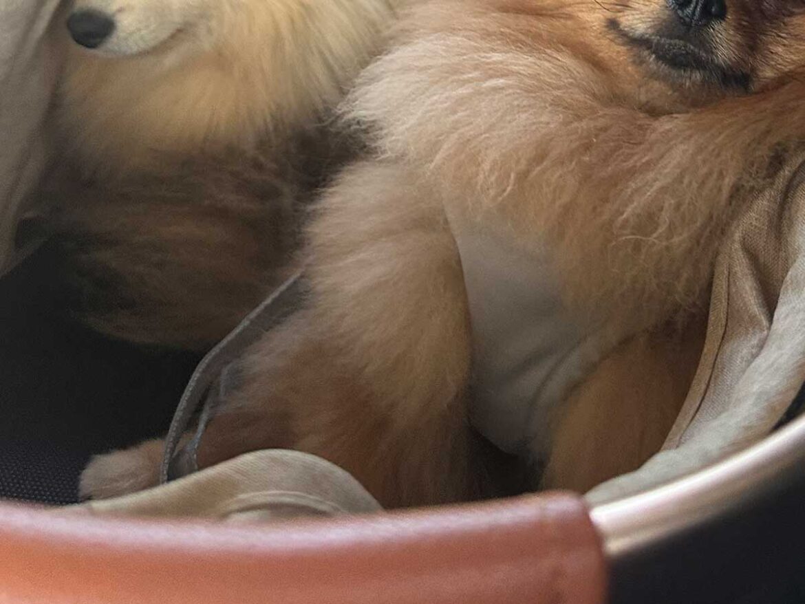 飼い主「ドッグランから帰る犬」 車内で過ごす様子に「幸せすぎる…」 – grapee.jp ポメラニアンの写真