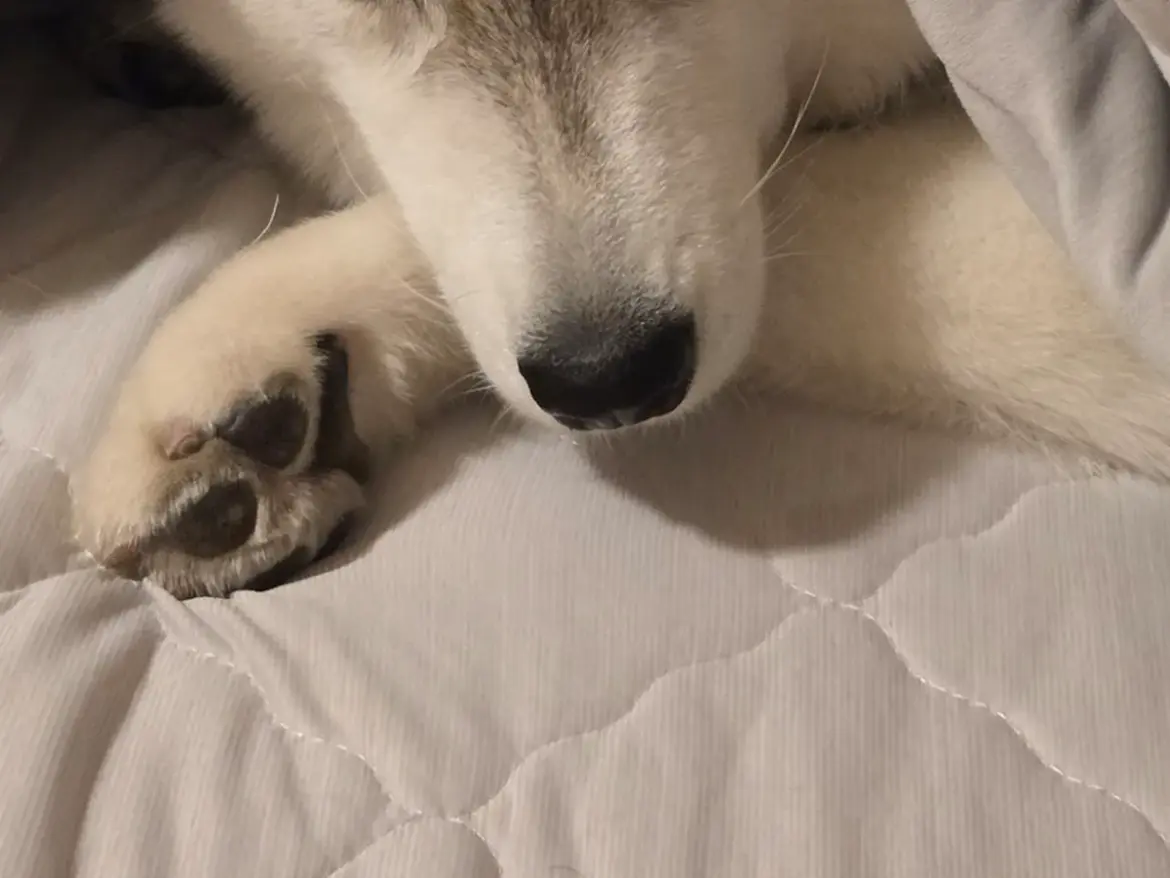 『寒さに強い犬種』のはずが…? シベリアンハスキーの姿に、飼い主がツッコミ! – grapee.jp シベリアンハスキーの写真